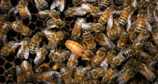 "Опстанак пчела у Србији угрожен": Удружења траже да се забрани прскање комараца