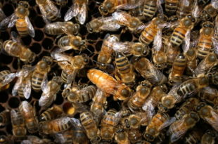 У Србији страдалао 50 МИЛИОНА ПЧЕЛА, очајни пчелари плачу од МУKЕ!