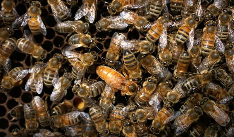 Пчеле први пут стављене на листу угрожених врста