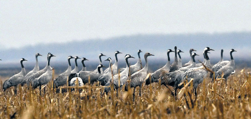 11.000 ждралова слетело у резерват природе "Слано копово" код Новог Бечеја