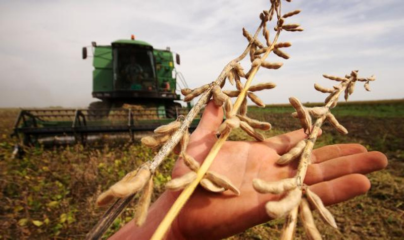 ГМО соју нашли на 10 хектара у Мачви и Срему