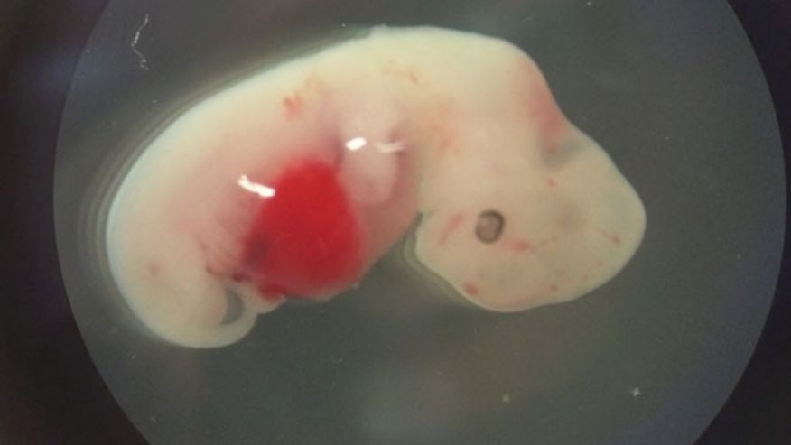 Научници створили човека-свињу: Ембрион уништен у последњем тренутку