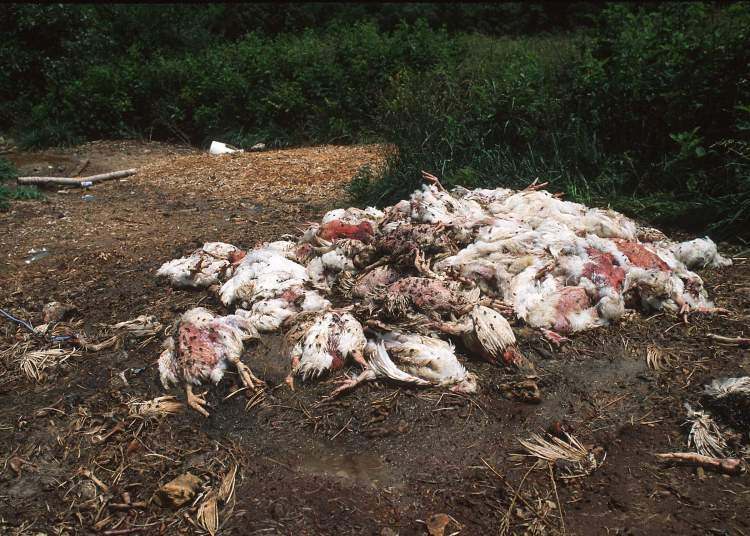 Појели смо 176 тона угинулих пилића?!