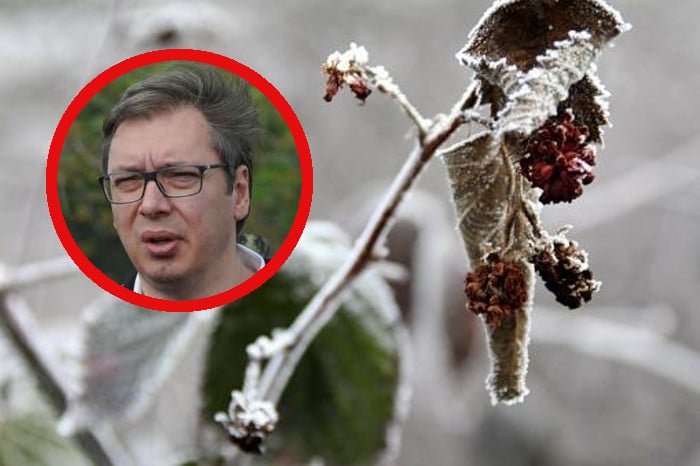 Чим БАКСУЗ добије изборе Србију сашије нека пропаст! Род у малињацима и воћњацима уништен због снега и зиме
