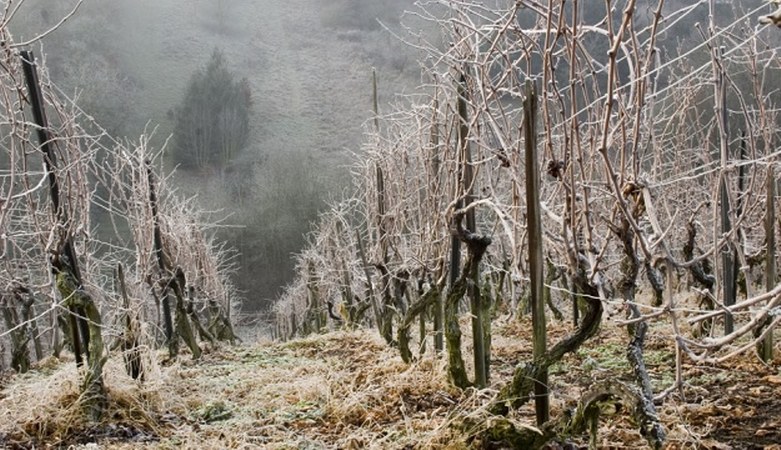 Воћарима и виноградарима мраз и снег уништили 80% овогодишњег рода