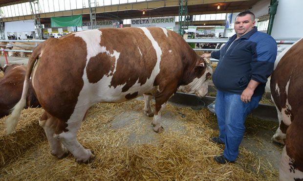 Нови Сад: На пољопривредном сајму атракције бик Кокан и комбајн од 500.000 евра