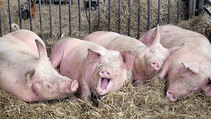Зашто је Србија од великог узгајивача свиња постала велики увозник свињског меса