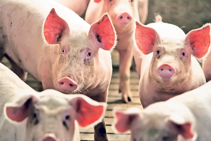 Цене свиња драстично опале, како се заштитити од мешетара (видео)