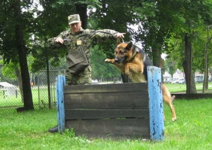 Одржано такмичење војних водича службених паса