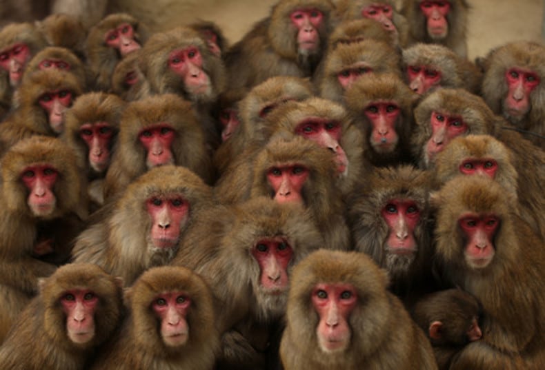 Екуменистички чопор са Богословског против петиције за „укидање Дарвина“, неће да се одрекну мајмунског порекла
