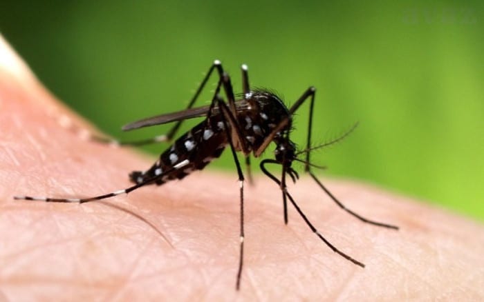 Ево како на природне начине да се заштитите од комараца