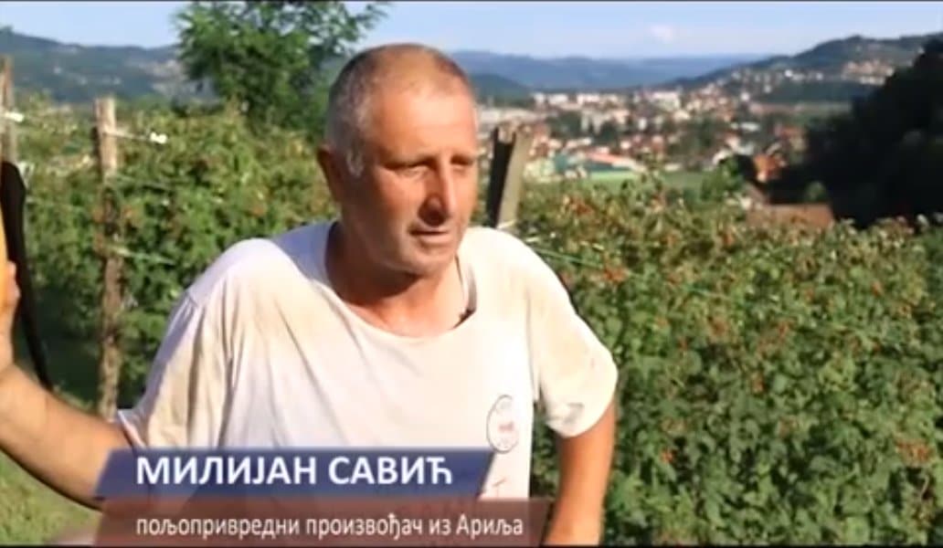 Малинар Милијан Савић због ниске откупне цене малине покосио своје малине (видео)