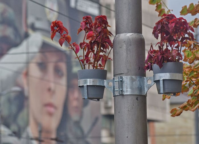 Београд: Напредњаци посадили украсну КОПРИВУ на бандере у центру града