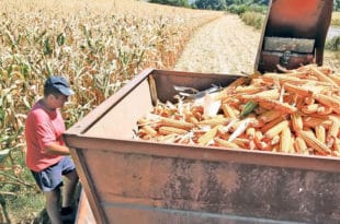 Суша смањила род кукуруза 40 одсто, угрожен извоз