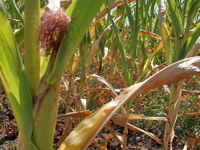 Због суше четири пута мањи род кукуруза