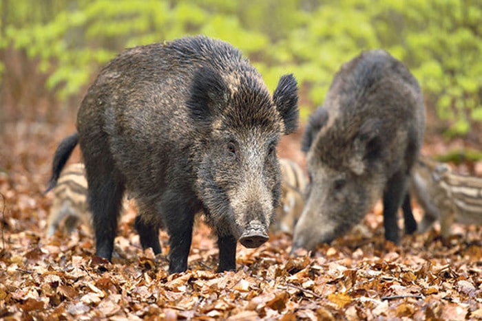 ХАОС У НОВОМ САДУ: Дивље свиње допливале до Штранда, ловци блокирали Кинеску четврт