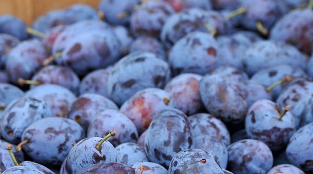 Ко из Србије извози заражено воће у Русију и тако ризикује забрану извоза за читаву земљу?