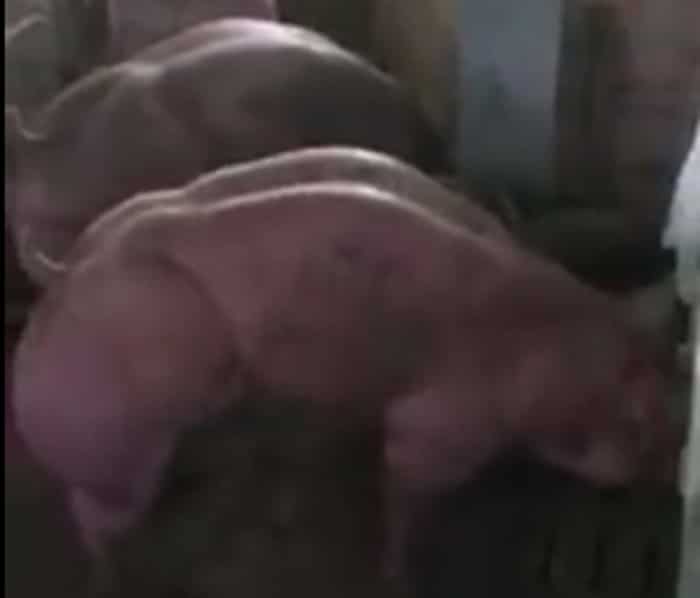 Овако изгледају ГМО свиње чије ће месо Лидл да продаје по Србији! (видео)