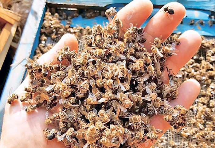 Пчеле убијају пестициди чији увоз нико не контролише!