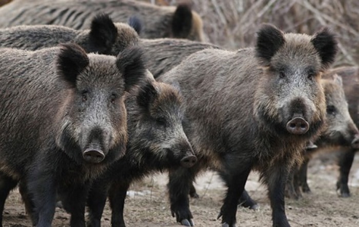 Стампедо 40 дивљих свиња протутњао селом у Банату