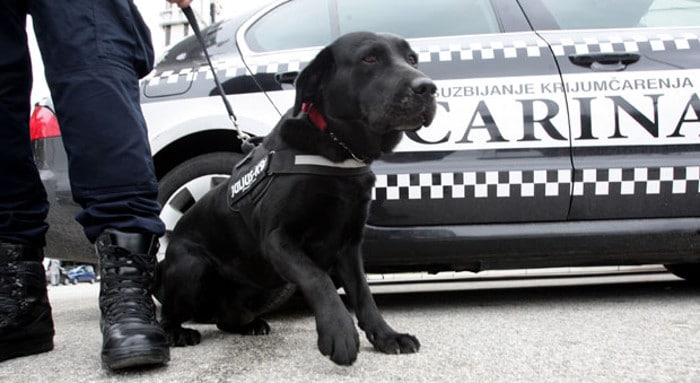 На Балканском путу дроге српска царина има само једног пса специјализованог за откривање наркотика!