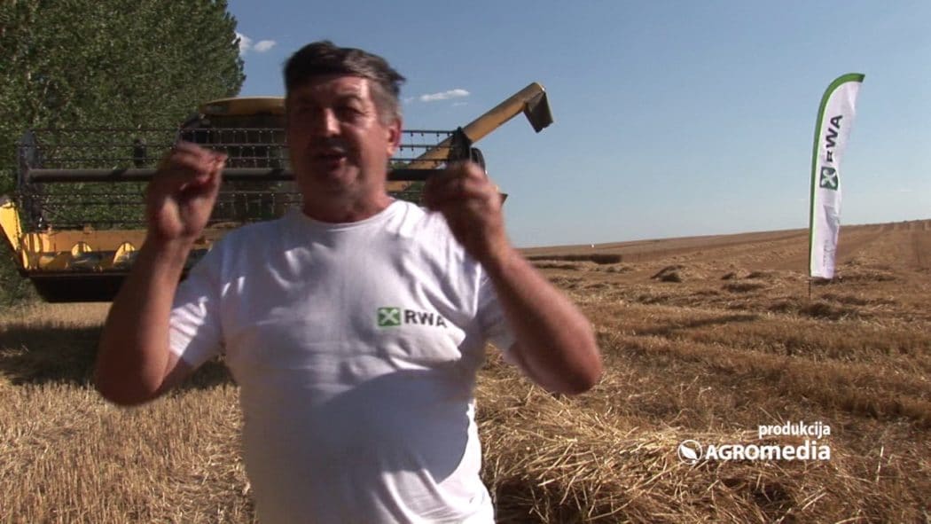 Зашто чак и велики ратари одустају од гајења пшенице (видео)