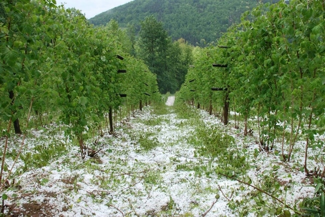 Србија: Уништен овогодишњи род воћа, штете од 50 до 100 процената