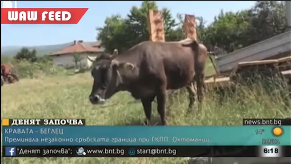 ЕУ ЛУДАЦИ! Хоће да убију стеону краву која је ушла у Србију из Бугарске јер је претња за ЕУ?!