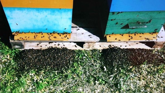 Пољопривредници хербицидима и пестицидима масовно уништавају пчеле
