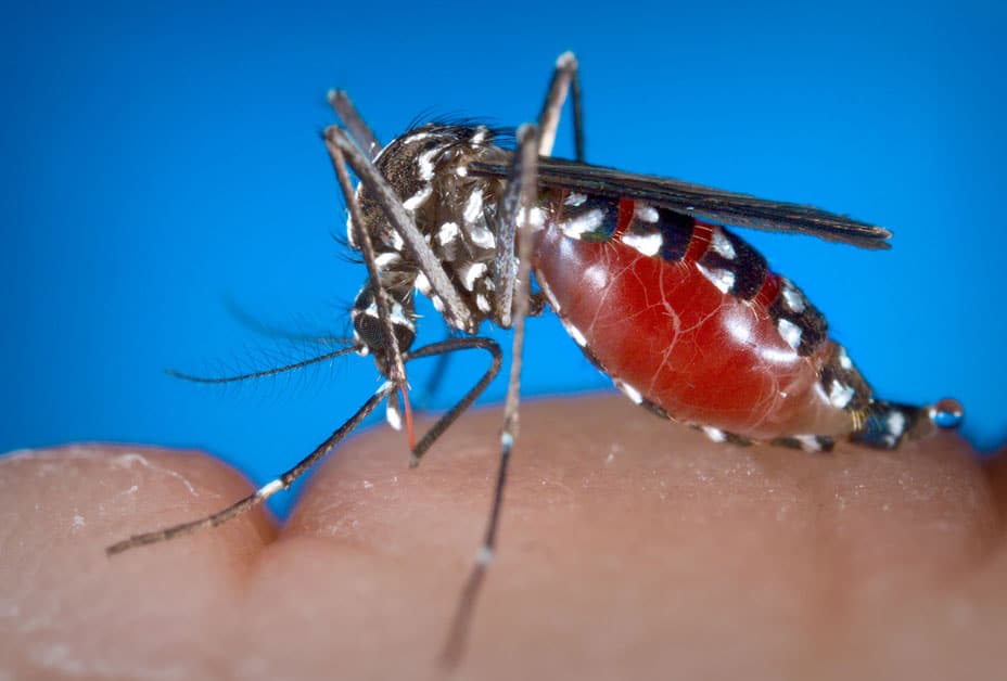 КАД ГОВНА ПЛУТАЈУ ГРАДОМ! На 21 локацији у Београду нађени заражени комарци