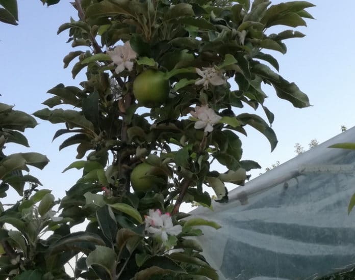 ЧУДО: У Чачку јабуке цветале у августу (фото)