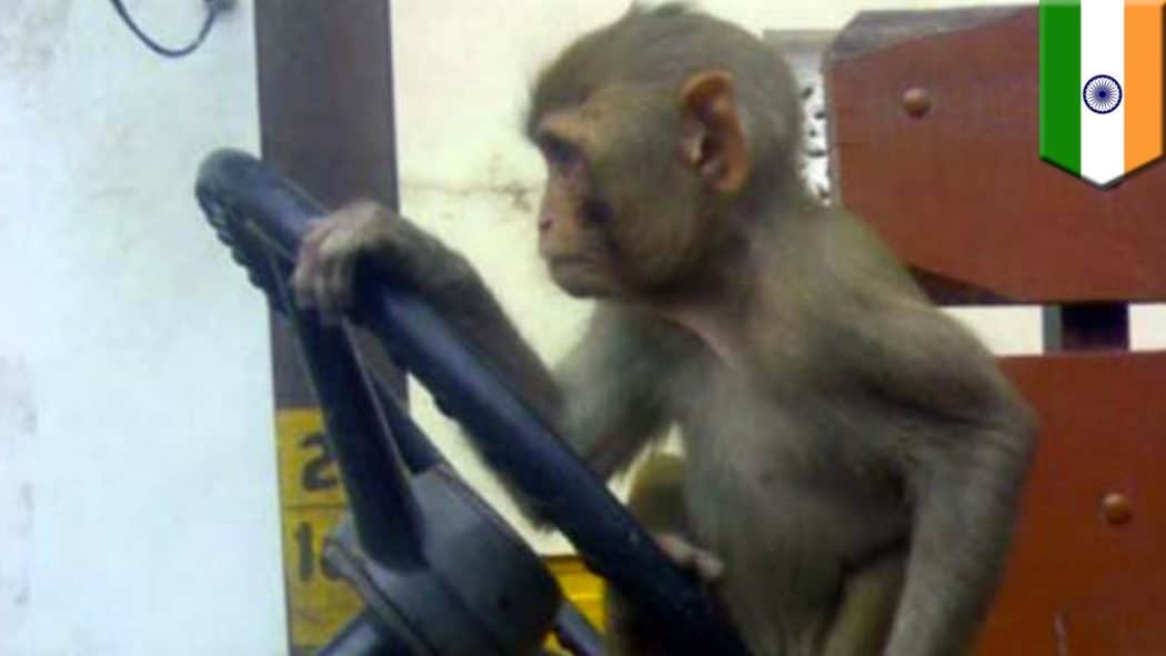 Пустио мајмуна да вози аутобус па суспендован са посла