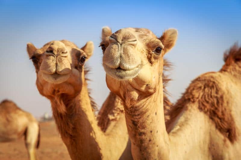Општина Лебане купује две камиле?!