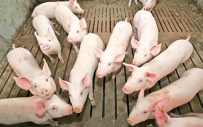 Србија ће можда морати да уништи до пола милиона свиња