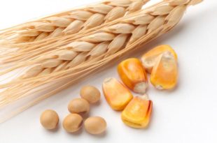 Пале цене пшенице, кукуруза и соје на Продуктној берзи у Новом Саду