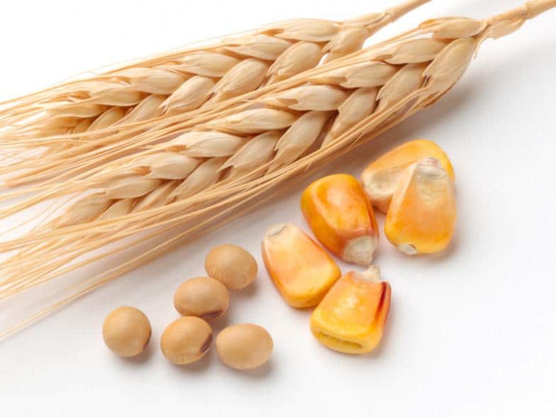 Пале цене пшенице, кукуруза и соје на Продуктној берзи у Новом Саду
