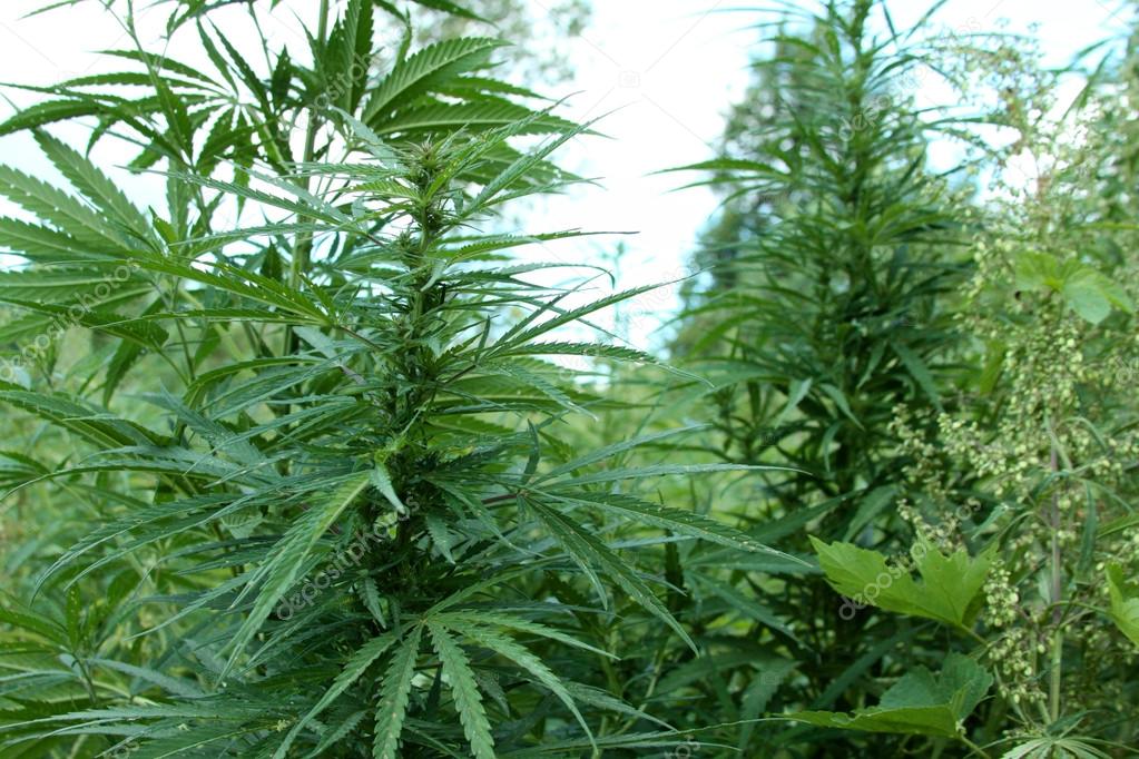 Ко стоји иза плантаже марихуане откривене на пољопривредном добру "Јованица" код Старе Пазове?