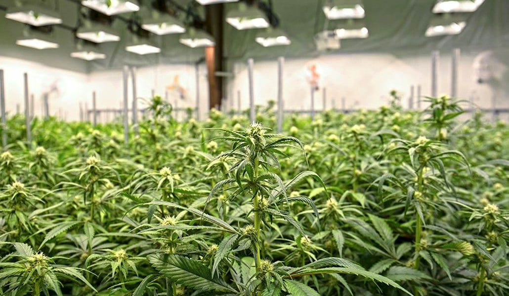 Код Шида пронађена још једна огромна плантажа марихуане? (видео)