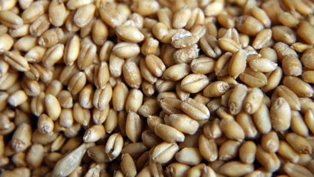 Пшеница у Србији заражена микотоксином