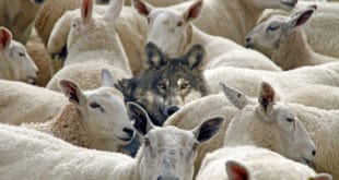 Небојша Катић: Када вукови брину о овцама