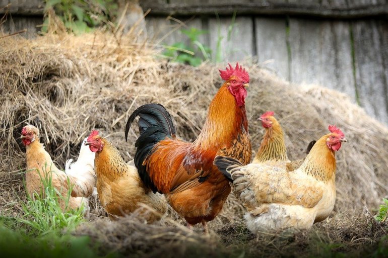 ЕУ правила затварају кокошињце: Живинарске фарме у Србији мораће да се прилагоде стандардима ЕУ