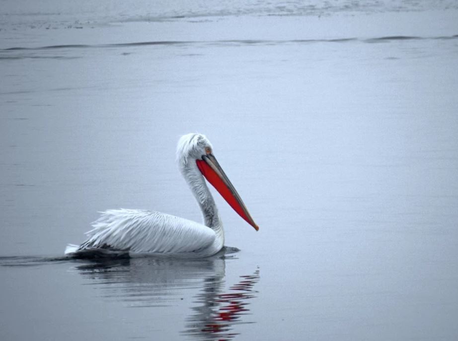 На Дунаву су се појавили пеликани ПОСЛЕ 100 ГОДИНА (видео)