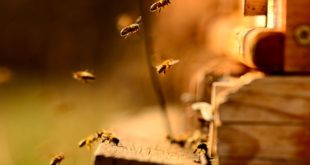 Изгубљена сезона за пчеларе у Србији: "Пустите нас, имамо још пар дана, иначе ће последице бити несагледиве"