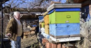 Вучићев режим не да пчеларима старијим од 65 година да обилазе кошнице, прети нестанак 40% пчела у Србији