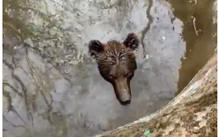 Невероватан снимак из Босне: Медвед упао у бунар, мештани га извлачили трактором (видео)