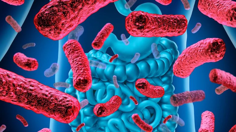 Научници открили везу између неуроваскуларне болести и бактерија у цревима