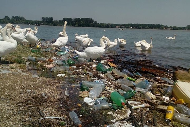 Београд: Приобаље Дунава засуто гомилом ђубрета које нико не уклања: Угрожене птице, лабудови пливају по смећу