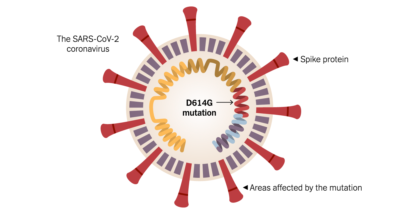 Коронавирус из Вухана није исти вирус који сада хара светом, ово је мутирани облик Д614Г који се бележи у 97% узорака