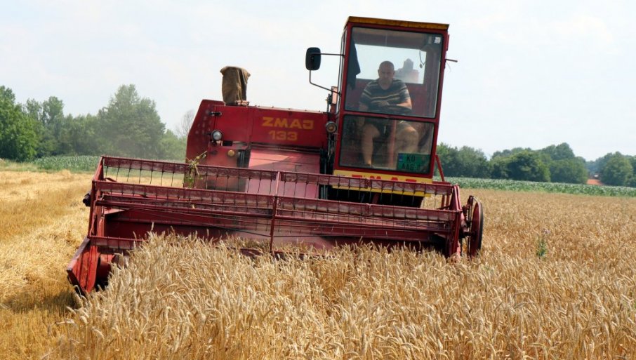 ЖЕТВА ПРИ КРАЈУ: Очекује се око 2,6 милиона тона пшенице