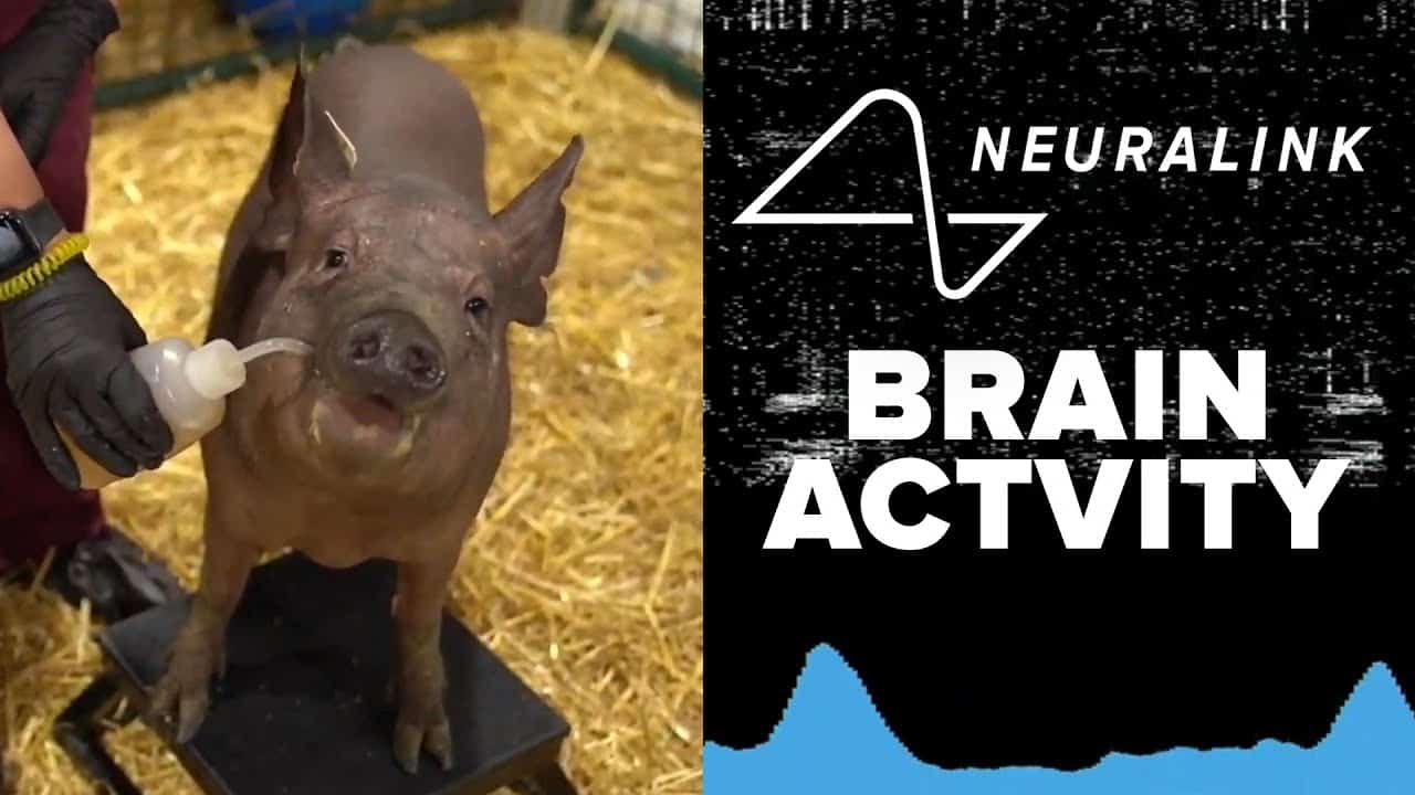 Амерички милијардер Елон Маск представио свињу са чипом у глави (видео)